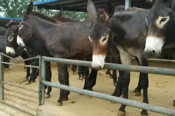 计算养100只肉驴年收益的方法和重点？计算养100只肉驴年收益要做好哪些细节？插图4