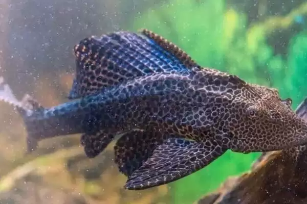选择清理鱼缸粪便生物的方法和重点？选择清理鱼缸粪便生物要做好哪些细节？插图2