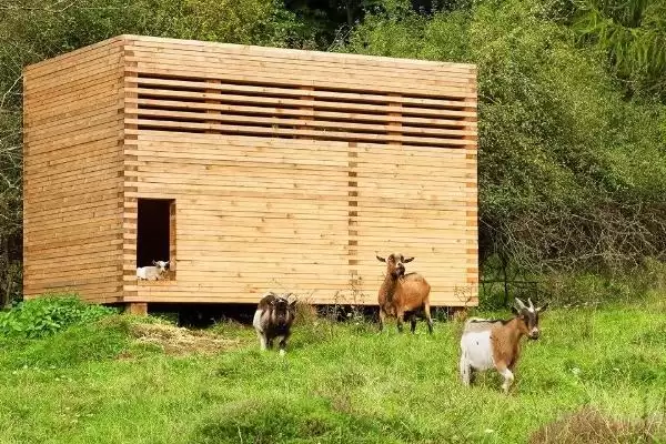 如何科学建造羊舍？建造羊舍要遵循哪些科学的建造原则和方法？插图1