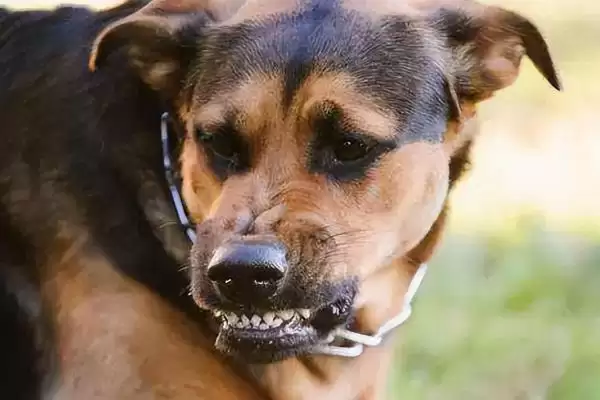 判断羊牙齿划破手指是否要打疫苗的方法和重点?判断羊牙齿划破手指是否要打疫苗要做好哪些细节?插图4 判断羊牙齿划破手指是否要打疫苗的方法和重点?判断羊牙齿划破手指是否要打疫苗要做好哪些细节?插图4