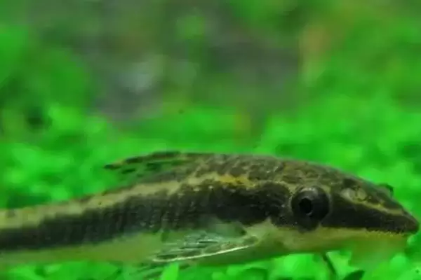 选择清理鱼缸粪便生物的方法和重点？选择清理鱼缸粪便生物要做好哪些细节？插图5