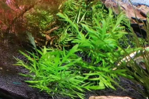 水罗兰水草好不好养？水罗兰水草养殖难度与养鱼要点？插图1