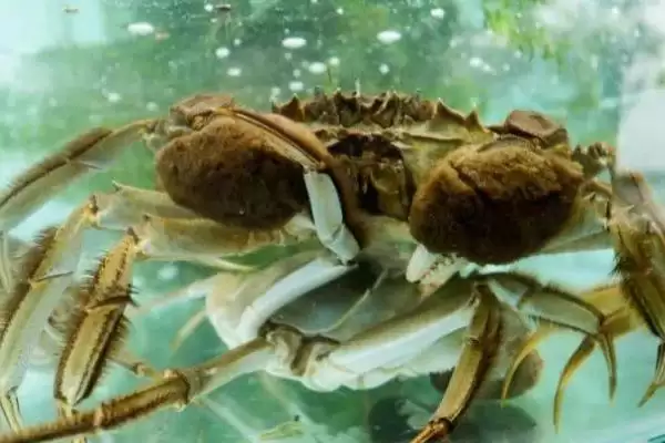什么是太湖蟹？了解太湖蟹要知晓哪些关键的生物特性和产地信息？插图2