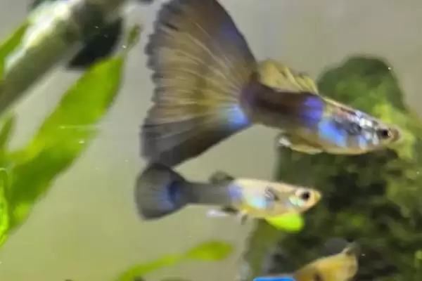 小孔雀鱼变色过程是怎样的？小孔雀鱼变色知识与养鱼重点细节分享？插图1