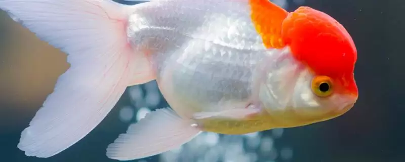 热带观赏鱼的适宜水温是多少？热带鱼养殖水温与养鱼关键细节？-会东网