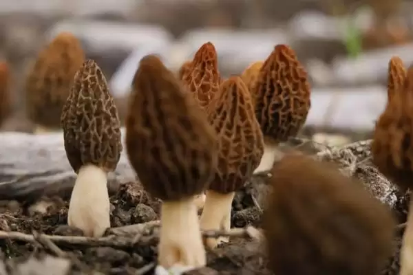 了解羊肚菌生长环境的方法和重点？了解羊肚菌生长环境要做好哪些细节？插图1