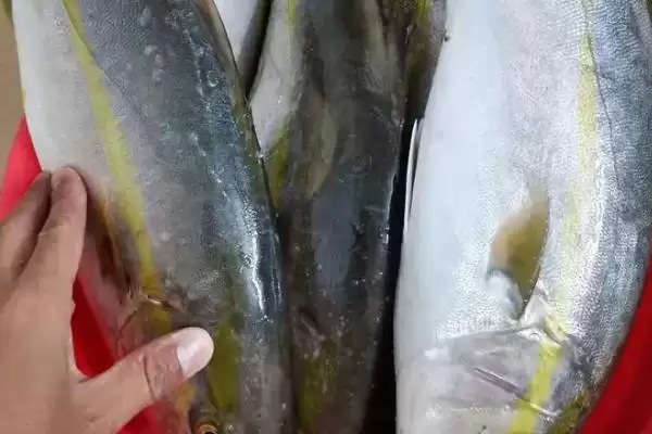 章红鱼的价格是多少？章红鱼价格认知与养鱼重点事项？插图2
