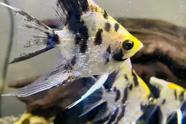 熊猫神仙鱼产地在哪？鱼类产地知识与养鱼重点方法？插图1