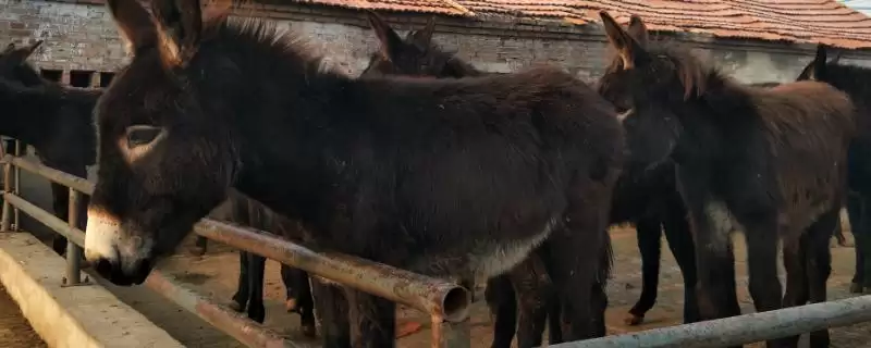 计算养100只肉驴年收益的方法和重点？计算养100只肉驴年收益要做好哪些细节？-会东网