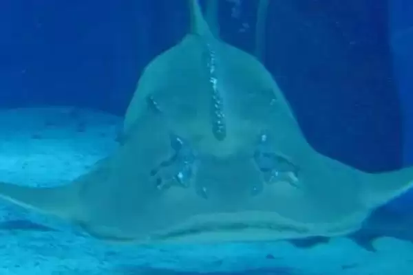 鳐鱼有哪些种类？鳐鱼种类认知与养鱼方法细节？插图1