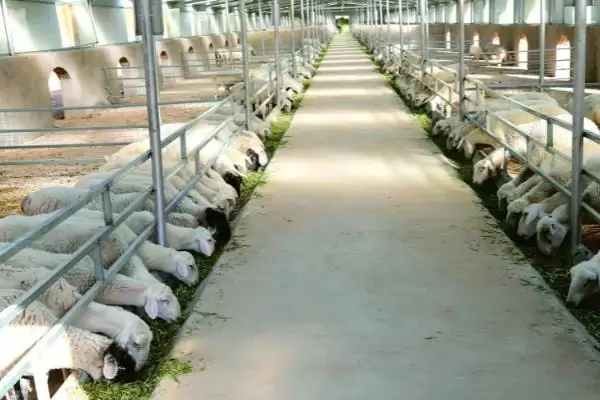 农村养羊棚建造指南:地势平坦、背风向阳处的搭建要点插图2 农村养羊棚建造指南:地势平坦、背风向阳处的搭建要点插图2