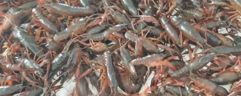 青红虾的产地溯源：美国中南部和墨西哥东北部的原产优势-会东网