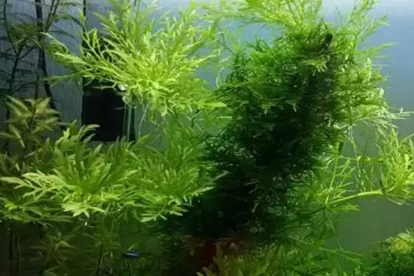 水罗兰水草好不好养？水罗兰水草养殖难度与养鱼要点？插图3