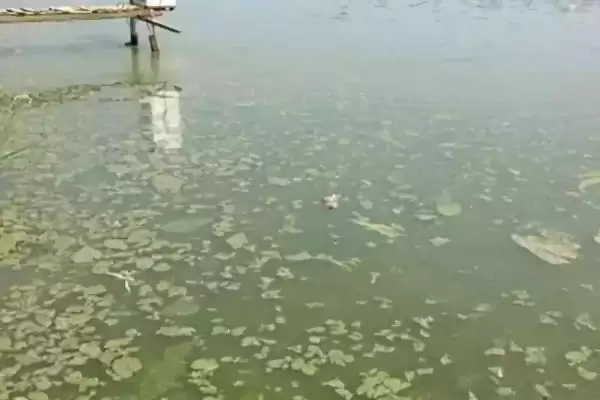 鱼塘倒藻原因及防治办法是啥？倒藻防治与养鱼方法要点？插图3