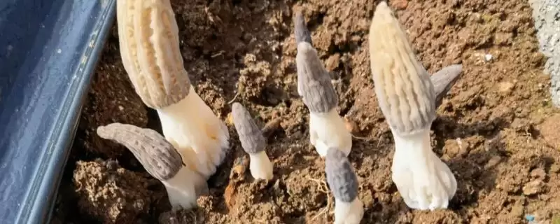 探寻羊肚菌幼菇发黄死亡原因的方法和重点？探寻羊肚菌幼菇发黄死亡原因要做好哪些细节？-会东网