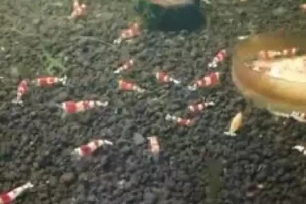 如何在家里养小虾？在家里养小虾要掌握哪些合适的饲养方法？插图2