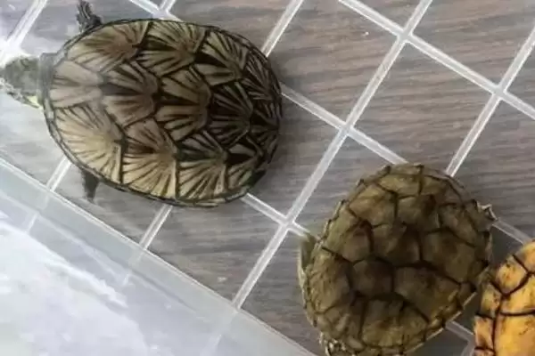 什么是麝香龟？认识麝香龟要了解哪些关键的物种特性和养殖要点？插图1