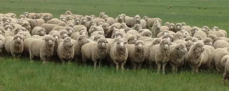 了解种草养羊常见问题的方法和重点？了解种草养羊常见问题要做好哪些细节？-会东网