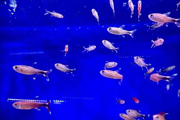 热带观赏鱼的适宜水温是多少？热带鱼养殖水温与养鱼关键细节？插图5
