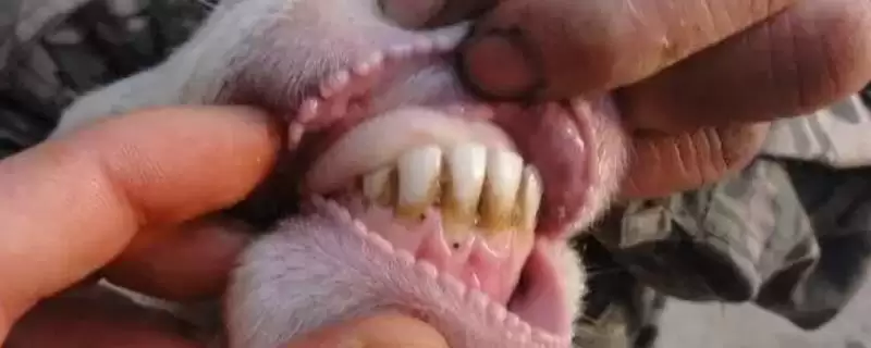 判断羊牙齿划破手指是否要打疫苗的方法和重点？判断羊牙齿划破手指是否要打疫苗要做好哪些细节？-会东网