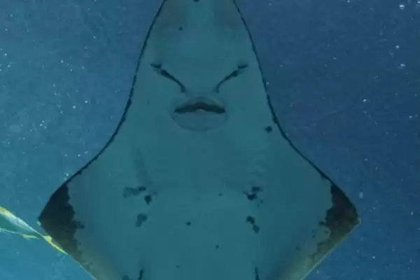 鳐鱼有哪些种类？鳐鱼种类认知与养鱼方法细节？插图8