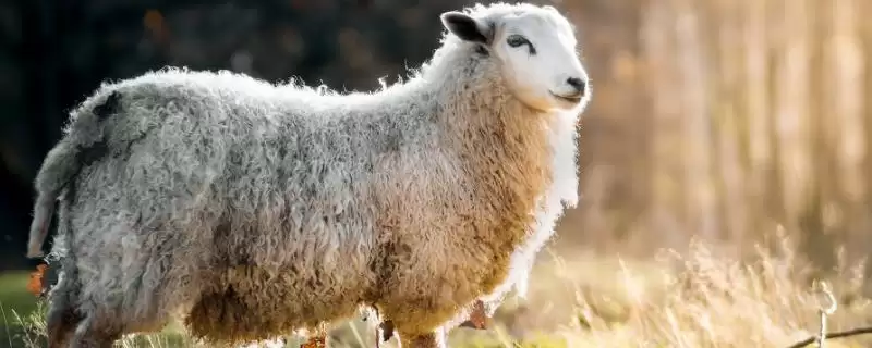 解决羊积食不反刍问题的方法和重点？解决羊积食不反刍问题要做好哪些细节？-会东网