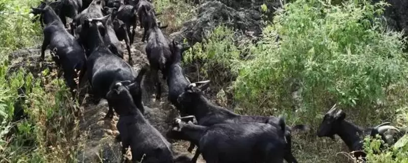 南方养羊品种推荐：黑山羊、南江黄羊、黄淮山羊的优势-会东网