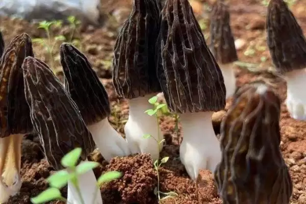 了解羊肚菌生长环境的方法和重点？了解羊肚菌生长环境要做好哪些细节？插图4