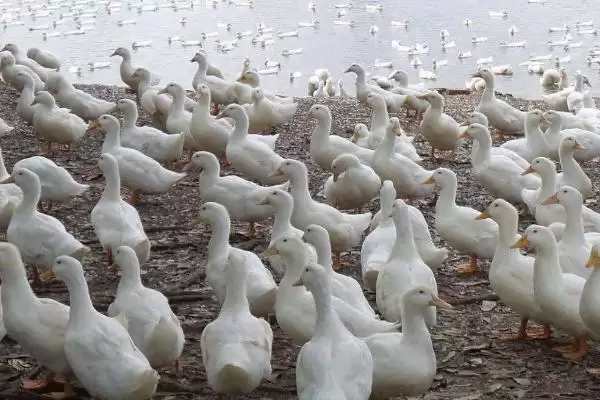 了解鸭子养殖禁忌的方法和重点？了解鸭子养殖禁忌要做好哪些细节？插图3