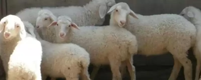 小尾寒羊特征的要点和解读？了解小尾寒羊需关注哪些关键特征信息？-会东网