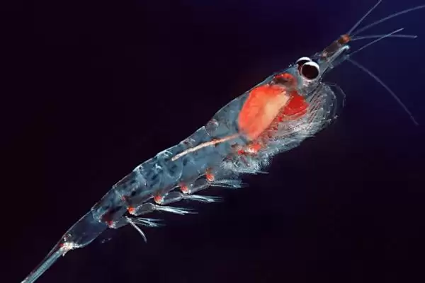 为什么磷虾不能吃?磷虾食用禁忌知识与养鱼关键细节?插图2 为什么磷虾不能吃?磷虾食用禁忌知识与养鱼关键细节?插图2