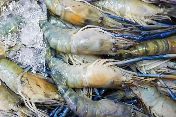 泰国虾的价格？了解泰国虾价格要分析哪些市场供需和品质影响因素？插图3
