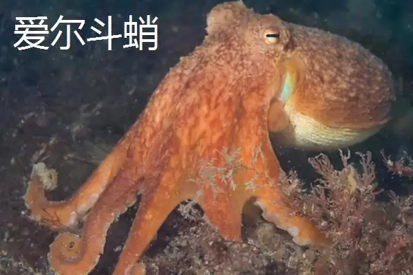 什么是章鱼？章鱼知识科普与养鱼重点细节？插图4