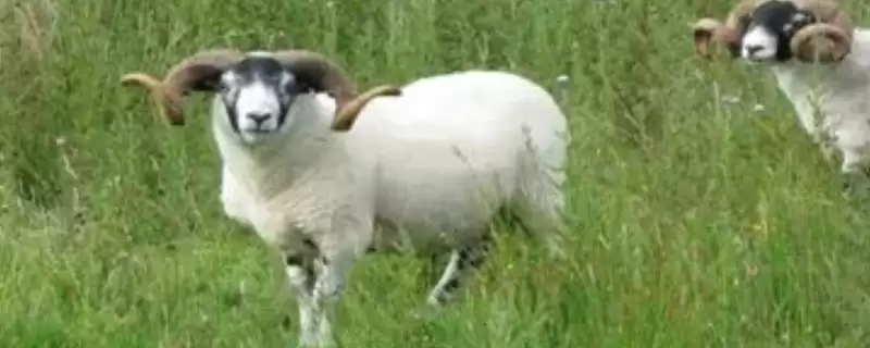 农村养羊棚建造指南：地势平坦、背风向阳处的搭建要点-会东网