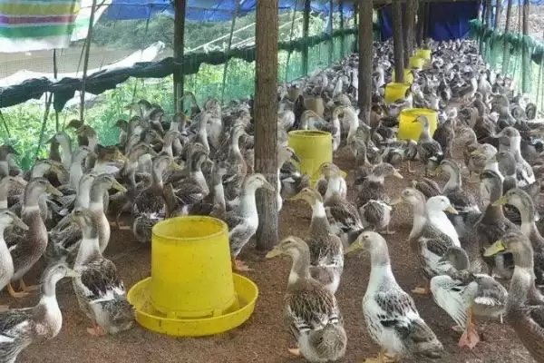 确定鸭子养殖地方的方法和重点？确定鸭子养殖地方要做好哪些细节？插图2