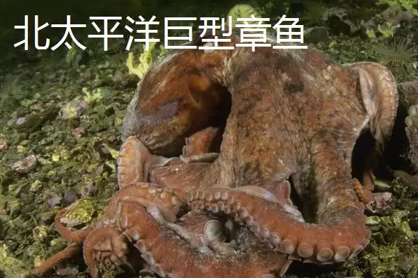 什么是章鱼？章鱼知识科普与养鱼重点细节？插图5
