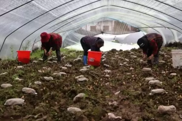 探寻羊肚菌幼菇发黄死亡原因的方法和重点?探寻羊肚菌幼菇发黄死亡原因要做好哪些细节?插图6 探寻羊肚菌幼菇发黄死亡原因的方法和重点?探寻羊肚菌幼菇发黄死亡原因要做好哪些细节?插图6