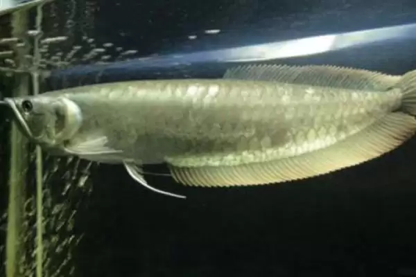 银龙鱼喂活泥鳅好不好？银龙鱼食物选择与养鱼要点？插图3