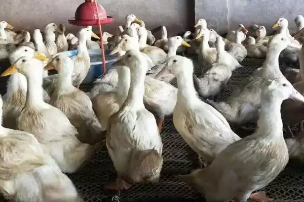 肉鸭优质品种介绍？认识肉鸭优质品种要了解哪些品种优势？插图2