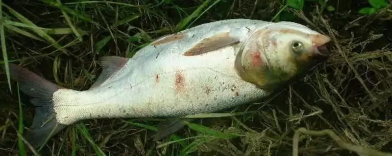 十一月份还能钓鲢鱼吗？十一月钓鲢鱼分析与养鱼重点细节？-会东网