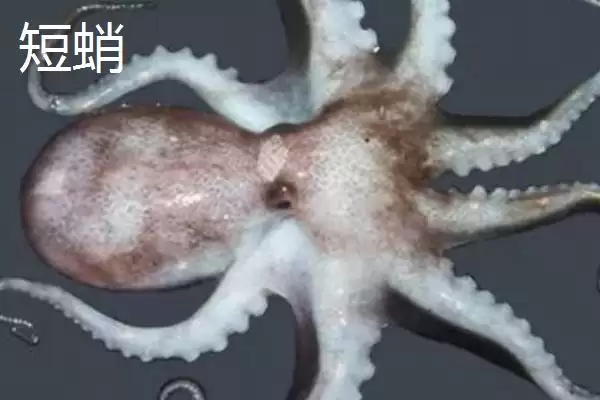 什么是章鱼？章鱼知识科普与养鱼重点细节？插图6
