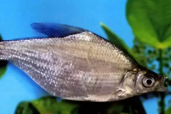 三角鲂是什么鱼？三角鲂知识科普与养鱼重点细节？插图2