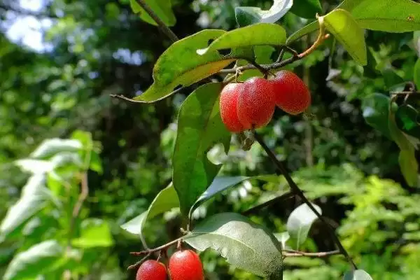 认识羊奶子的方法和重点?认识羊奶子要做好哪些细节?插图2 认识羊奶子的方法和重点?认识羊奶子要做好哪些细节?插图2