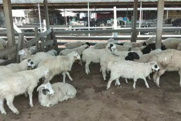 如何科学建造羊舍？建造羊舍要遵循哪些科学的建造原则和方法？插图4