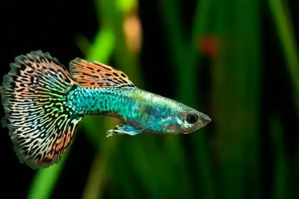 养殖孔雀鱼有啥技巧？孔雀鱼养殖技巧与养鱼关键细节？插图3