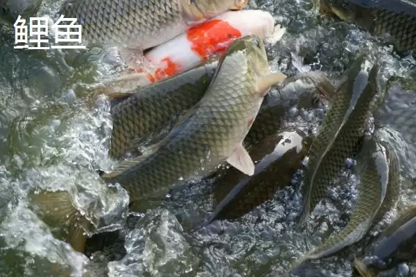 新关东鱼钩优缺点剖析？鱼钩选择与养鱼关键细节大盘点？插图2