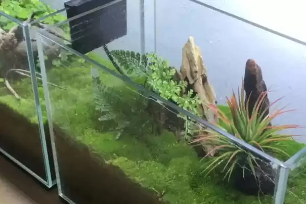 鱼缸有青苔怎么处理？青苔处理方法与养鱼方法关键细节？插图2