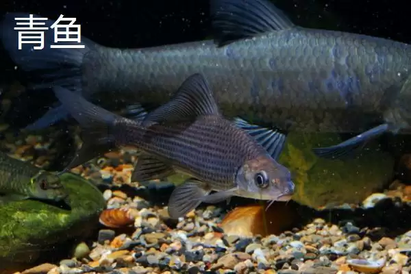 新关东鱼钩优缺点剖析？鱼钩选择与养鱼关键细节大盘点？插图4