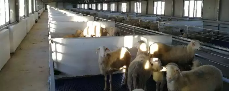 如何科学建造羊舍？建造羊舍要遵循哪些科学的建造原则和方法？-会东网