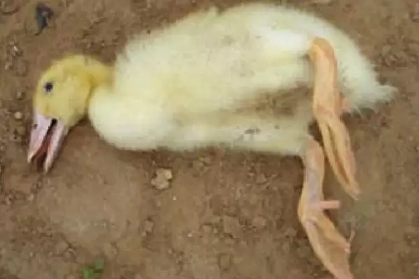 防治鸭病毒性肝炎的方法和重点？防治鸭病毒性肝炎要做好哪些细节？插图1